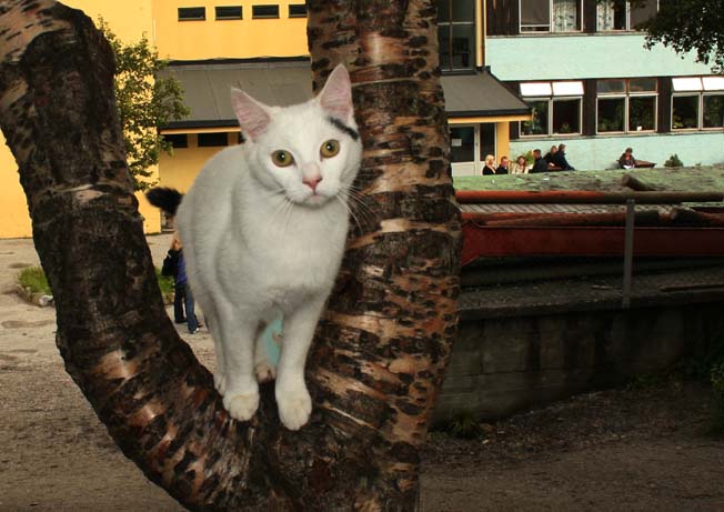 skol_katt skol_katt